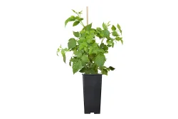 Himbeere 'Malling Promise' | ⌀ 17 cm