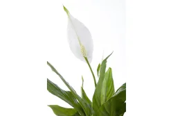 Qualité & Prix Blattfahne Spathiphyllum floribundum | ⌀ 13 cm