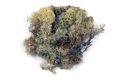 Rayher Islandmoos Natur | 1 kg