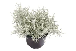Silberkörbchen (Calocephalus brownii), Topfgrösse Ø12cm