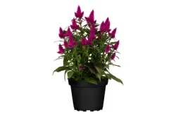 Silber-Brandschopf 'Deep Purple' (Celosia argentea 'Deep Purple'), Topfgrösse Ø12cm