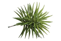 Rayher Sukkulente Senecio | 10 × 9.5 cm