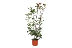 Glanzmispel - Photinia Red Robin 50 - 60cm inklusive Topf