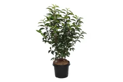 Portugiesische Lorbeerkirsche - Prunus lus. Angustifolia 50 - 60cm inklusive Topf