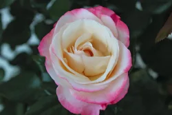 Nostalgie Rose im blauen Topf