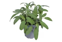Salbei Ø 14 cm