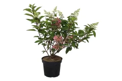 Rispenhortensie - Hydrangea paniculata 'Pinky Winky' 60-80cm inklusive Topf