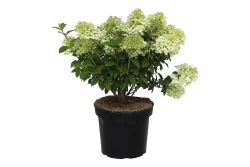 Zwergrispenhortensie - Hydrangea paniculata 'Bobo' 50-60cm inklusive Topf