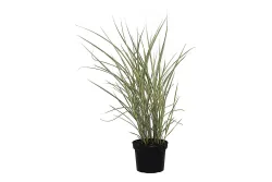 Garten-Chinaschilf 'Variegatus' (Miscanthus sinensis 'Variegatus'), Topfgrösse Ø19cm