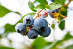 Heidelbeere Vaccinium corymbosum 'North Country'