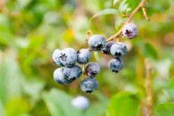 Heidelbeere 'Hortblue Petite'(s) | 70-80 cm inklusive Topf