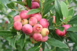 Heidelbeere Vaccinium corymbosum 'Pinkberry Pia' | T22