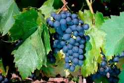 Robustarebe® Buffalo blau(Vitis vinifera) | 100-120 cm inklusive Topf
