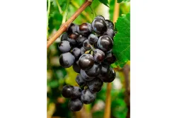 Robustarebe® 'Early Campbell' blau (Vitis vinifera 'Early Campbell' Robustarebe®) | 100-120 cm inklusive Topf