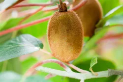 Kiwi Hayward | 20 cm