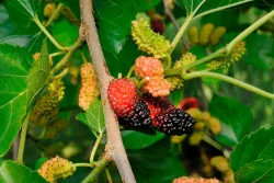 Schwarzer Maulbeerbaum 'Mora' (Morus nigra 'Mora'), Topfgrösse Ø20cm