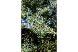 Sanddorn, männl.'Pollmix' (Hippophae rhamnoides 'Pollmix'), Topfgrösse Ø22cm