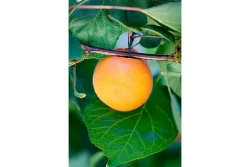 Aprikose 'Goldrich'® (Prunus armeniaca 'Goldrich'®), 150-170 cm inklusive Topf