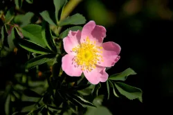Vitaminrose 'Rosamunda PiRo3' | ⌀ 22 cm