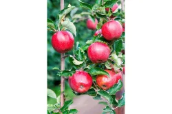 Zwergapfel 'Pidi(s) Merlin®' (Malus domestica 'Pidi(s) Merlin®'), 100-120 cm inklusive Topf