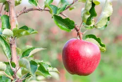 Apfel 'Galiwa'® (Malus domestica 'Galiwa'®) | 140-180 cm inklusive Topf