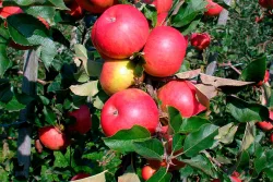 Winterapfel 'Topaz'® (Malus domestica 'Topaz'®) | 140-180 cm inklusive Topf