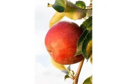Apfel Crony ® 'Red Windsor' | 100-120 cm inklusive Topf