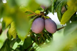 Zwetsche 'Katinka'(s) (Prunus domestica subsp. domestica 'Katinka'(s), 160-200 cm inklusive Topf