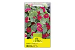 Select Kapuziner Baby Rose