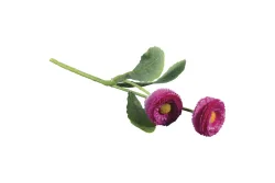 Rayher Massliebchen Pick | 23 cm | 2 Stück