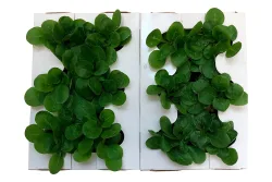 Naturaplan Nüssler-Salat-Set | 12 Setzlinge