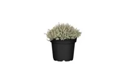 Thymian bunt Ø14cm