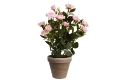 Mica Rosenstrauch im Topf Grau | 33 cm