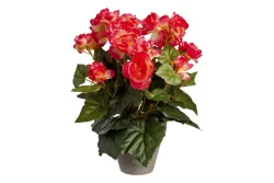 Mica Kunstbegonie Dunkelrosa im Topf | 25 × 30 cm