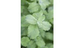 Naturaplan Mojito-Minze | ⌀ 13 cm