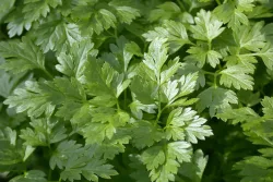 Naturaplan Glatte Petersilie | ⌀ 13 cm