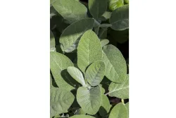 Naturaplan Bio-Salbei | ⌀ 13 cm