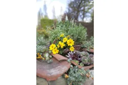 Naturaplan Echter Thymian | ⌀ 13 cm