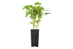 Naturaplan Himbeere Rubus idaeus 'Willamette' | ⌀ 17 cm