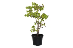Japanischer Goldahorn - Acer shirasawanum Aureum 30-40cm inklusive Topf