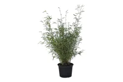 Schirmbambus Fargesia 'Rufa' 40-60cm inklusive Topf