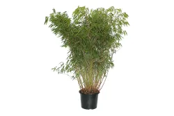 Gartenbambus Fargesia `Asien Wonder` 140-150cm inklusive Topf