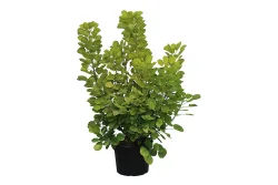 Gold-Perückenstrauch - Cotinus coggygria Golden Spirit 30-40cm