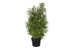 Deutzie - Deutzia Pride of Rochester 80-100cm