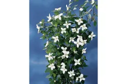 Gartenjasmin - Philadelphus Silberregen 100-125cm inklusive Topf