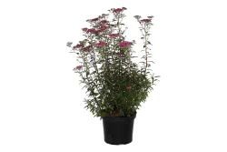 Rote Sommer-Spiere - Spiraea japonica Anthony Waterer 30-40cm inklusive Topf