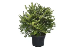 Spierstrauch - Spiraea nipponica Snowmound 80-100cm inklusive Topf