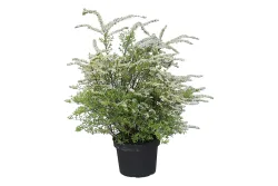 Braut-Spiere - Spiraea cinerea Grefsheim 80-100cm inklusive Topf