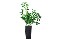 Heidelbeere 'Pink Lemonade' (Vaccinium corymbosum 'Pink Lemonade'), Topfgrösse Ø21cm