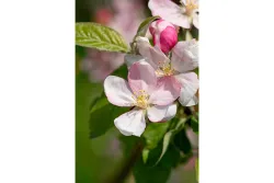 Apfel 'Pinova'(s) (Malus domestica 'Pinova'(s)), 120-140cm inklusive Topf